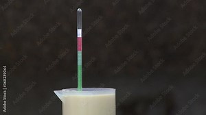 Measuring the temperature of colostrum. Cattle breeding. Calves.