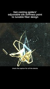 Net-casting spiders adjust the microstructure of their “curly” silk to switch from extreme elasticity to high stiffness. This tunable fiber behavior withstands up to 150% extension and could guide the design of synthetic fibers that are both flexible and robust. Read the full story at 🔗https://sci.sx/688749001 In this video: Predatory strike of Asianopis subrufa showing web deformation, captured in captivity inside a glass terrarium (recorded with 1,300 frames per second, vertically, from below