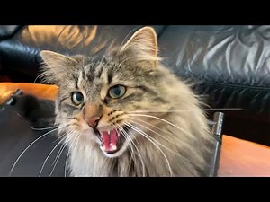 🦷 How I KEEP My Cat’s TEETH Clean (WITHOUT a Fight!) 🦷