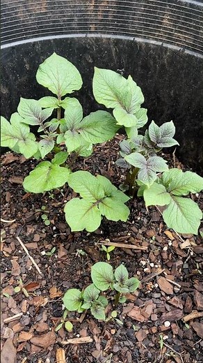 How to Grow #Potatoes in Containers | #Gardening for #Beginners | #farming #tips