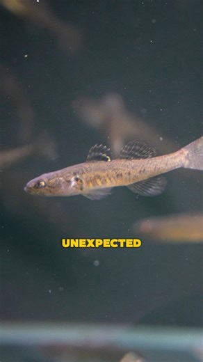 This is very exciting to see, it doesn’t often happen in store! 🐟 https://www.natureaquariums.com.au/products/firetail-gudgeon?_pos=1&_psq=Flatehead&_ss=e&_v=1.0 #aquariumfish #aquariumfish #gudgeonfish #fishtank #fishkeeping | Nature Pets & Aquariums