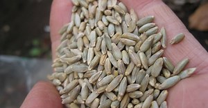 RealAg Radio: Outwintering cattle, rye choices, emergency prep, and Black Sea grain issues, Nov 29, 2023