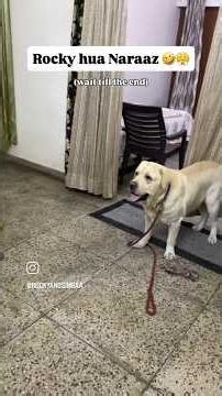 Rocky ho gaya naaraz #labrador #simba #cutedog #rocky #petlover #petlife #funny #shorts #dogshorts