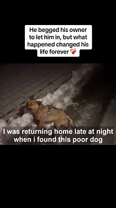 112K views · 930 reactions | Fulll viideo here https://dogs.khoaluantotnghiep.net/5593/05/ M0412025 Watch till end #rescue #rescuedog #rescuepuppy #puppy #dog #pup See part 2 in the comments below. | Indolore | Facebook