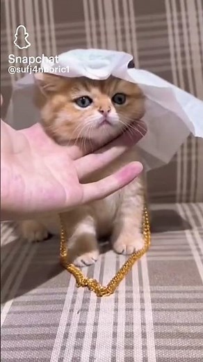 Habibi cat😻⛄ #cat