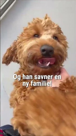 Hoppedyret Walther er til adoption i Rødovre