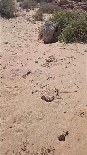 These Desert Grasses Survive Where Nothing Else Can 🌾🔥