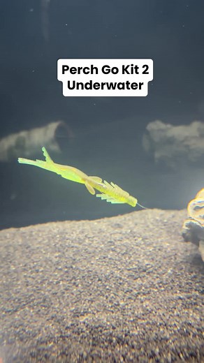 Perch Go Kit Technik und Köder - Unterwasser #angeln #carolinarig #fishing #jaeger | Jaeger Fishing