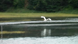 trumpeter swan flying low over lake, 2022 North America nature and trumpeter swan wildlife, Canada, 2022
