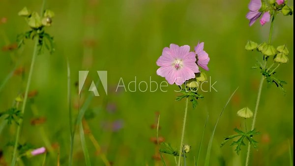 Close-up video of a mallow (Malva) flower blooming in a summer meadow, gently swaying in a light breeze