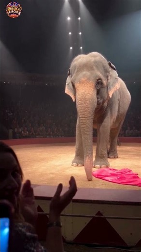 😱 Incredible Elephant Show | The Russian Circus Episode 3 ! 🎪🐘 #circus #trending #shorts #youtube