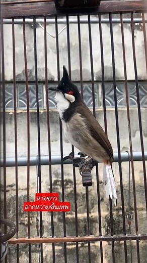 💎Bird Singing🥰 #เสียงร้องนกกรงหัวจุก #chàomàohót