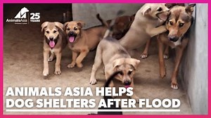 Last month the north of China was hit by a sudden, devastating typhoon which brought heavy rain to many cities and towns. Many cat and dog rescue centres were virtually destroyed by the floods and some sadly lost the animals they'd rescued and were caring for. Animals Asia's cat and dog welfare team rushed to help 38 of the worst affected, bringing urgent supplies and medical and rescue equipment. We moved the cats and dogs to a safe location and provided health and welfare care to 1,300 cats an