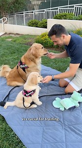 205K views · 2K reactions | Training your puppy can prevent bad habits, build a bond, and improve quality of life. It’s so important that we created a FREE puppy program to: - prepare you for your puppy - guide you through the first four weeks - answer our most frequently asked questions Check out @thehapco today to get started in your training journey. #goldenretrieverlife #dogtraining #puppy #dog #smile | Ellie Golden Life | Facebook