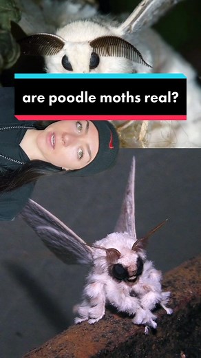Discovering the Fascinating World of the Poodle Moth