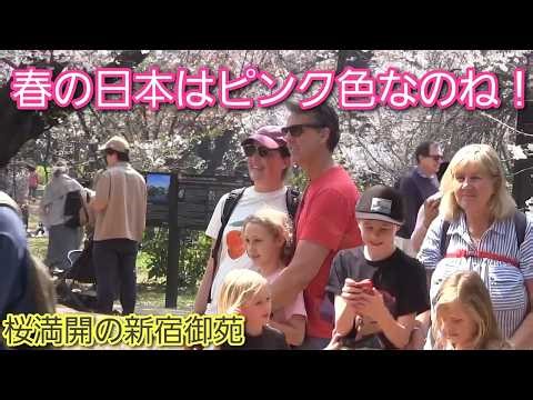 春の日本はピンク色なのね！桜満開の新宿御苑に外国人観光客が押し寄せる