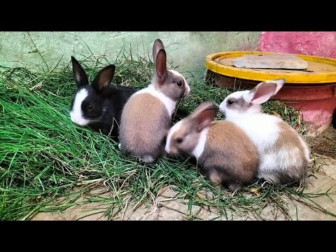 4 Cute Baby Rabbits Playing on Fresh Grass 🐰 | Cutest Bunny Moments Ever!