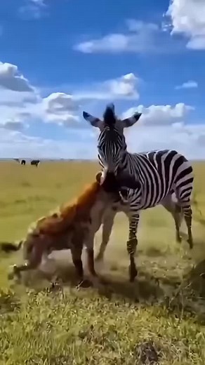 1.7K reactions · 47 shares | Tanzania’s safari magic is unreal—golden...