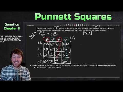 Punnett Squares and Branch Diagrams | Genetics Ep. 7