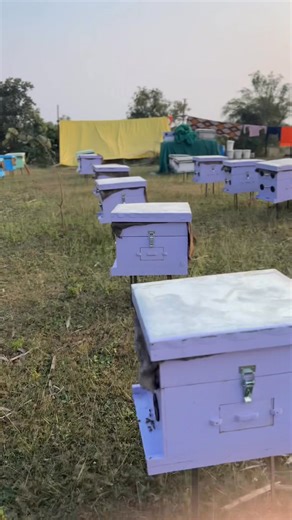 135K views · 3.7K reactions | Beekeeping #indianbeekeeping #prashantsaini #GoodMorningEveryone #honey | Saini bee farm and raw honey | Facebook