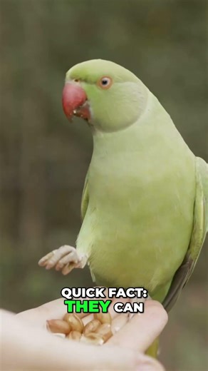 Did You Know Some Birds Can Mimic Human Speech? 😱🐦 #shorts