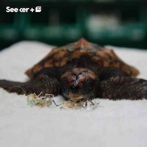 501K views · 1.2K reactions | This baby turtle pooped out plastic after swimming in the polluted ocean. | Seeker by The Verge | Facebook