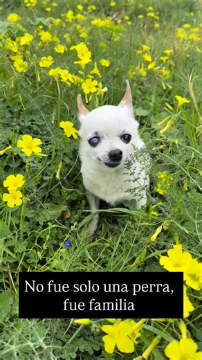 MASQUEPATAS🐾 on Instagram: "✨ Allá donde estés, Sasha… ✨ Siempre vas a estar con nosotros 🤍 En cada recuerdo, en cada rincón de casa, en cada silencio que ahora pesa un poco más. Puede que ya no te tengamos a nuestro lado, pero jamás te irás de nuestro corazón 🐾 Porque el amor que diste fue inmenso y tu huella, eterna. Gracias por cada momento, por tu compañía, por tu amor sincero y sin condiciones. Allá donde estés, te llevamos con nosotros… hoy y siempre 🤍🌈"