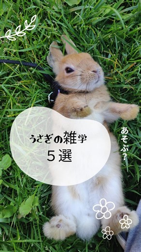 うさぎの雑学、知ってる？🐇 特に3番目、衝撃かも…💥 #うさぎ #雑学 #豆知識 #うさぎ好きと繋がりたい #動物の秘密#うさぎのいる暮らし #うさぎがいる生活 #うさぎ好きさんと繋がりたい