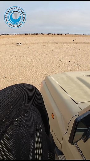 Did you know that Ocean Conservation Namibia has a YouTube channel with our full videos? We always feel these shortened videos do not explain the rescue in as much detail as we would have hoped. Learn more by following the link in our bio or visit ocnamibia.org #ocn #oceanconservationnamibia #sealrescue #plasticpollution #animalrescue