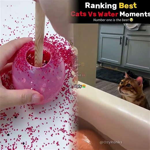 Top Funny Cats Reacting to Bath Time🐱#usa