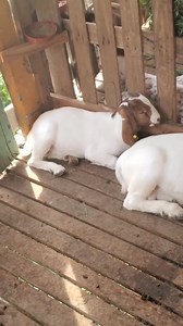 6.8K views · 99 reactions |  PURE PEDIGREE BOER GOATS AVAILABLE! ...