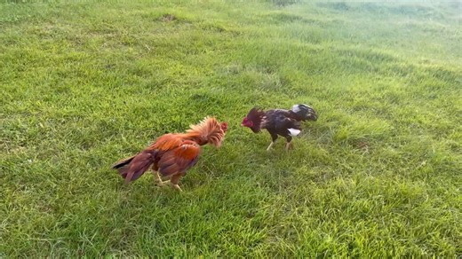 THE GOLDEN BEASTWAR ASIL/ASEEL!💪 The characteristics of the Beastwar Asil (Large breed) are being a multiple hitter, fast, strong, and intelligent. It is designed for fighting with the Round Steel Gaff in Cambodia, Vietnam, and South Thailand, and it is also designed for the knife fight in India. It is composed of 4 bloodlines of Asil/Aseel: India Knife Fighter Asil, Burmese Asil, Pakistan Asil, and Bobby Boles Asil. | Jef Malana II