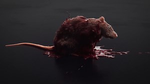 Rat explode blood FX