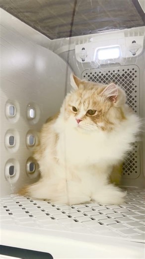 #猫福家 #ペットショップ #スコティッシュフォールド #ネロ