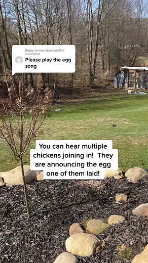 Chickens Singing the Egg Song - Multiple Hens Joining In!