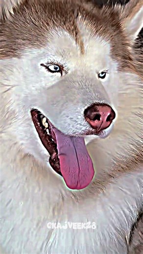 Biggest Wolf ☠️