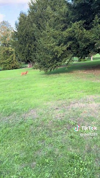 Nali vs squirrel round 1 #pitbull #apbt ##gamedog #apbt_game_dog #apbtlife