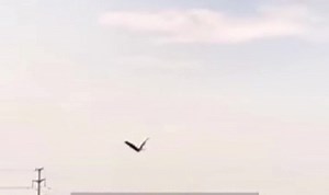 52K views · 148 reactions | The #Chinese-developed #bionics flapping wing #aircraft has made new breakthroughs!  The new type can now flap its wings 諾 while simultaneously folding them. It was developed by a #research team from Northwestern Polytechnical University in the city of Xi'an. #science | Shanghai Daily 上海日报 | Facebook