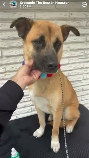 Teddy’s week one update! 🐕 [STORY BELOW]