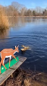 Lake Prank Croc vs Deer 🎬 This video was produced by Network Media and The Astrit Channel | Artificially Wild