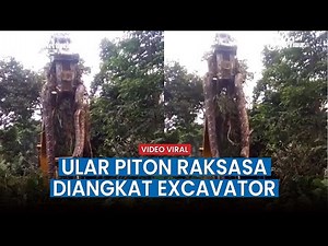 Viral! Video Penampakan Ular Piton Raksasa 10 Meter Diangkat Excavator di Tengah Hutan Gemparkan War