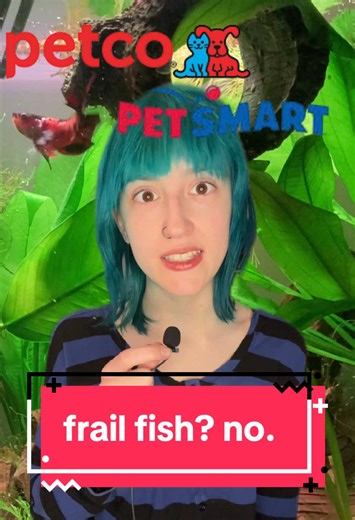 the sad truth of pet o & petsmart… all fish come from the same source, and it’s their care that dictates their health, not your source! #bettafish #bettafishcare #petco #petsmart #aquarium