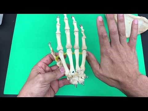 Bone Landmarks of the Appendicular Skeleton for Human Anatomy and Physiology 1