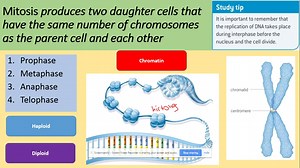 3.2.2 Cell cycle and Mitosis. AQA A level Biology