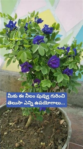 Do you know about this blue flower and its many benefits...