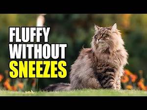 Top 11 Hypoallergenic Cat Breeds You’ll Absolutely Love (Yes, They’re Fluffy!)