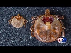 More Aggressive Tick Popping Up in RI