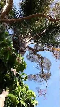 Bird calls in Sydney Australia