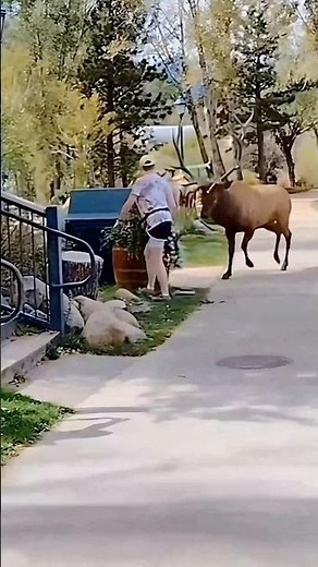 Elk vs Humans - The Fight for the Town
