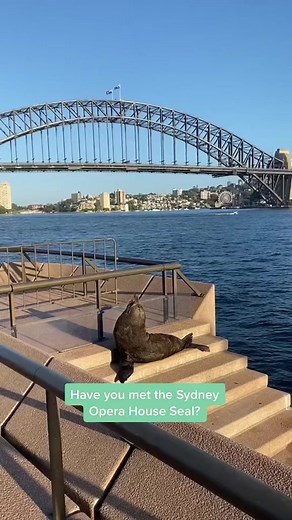 Meet Benny, the Sydney Opera House Seal